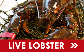 Live Maine Lobster